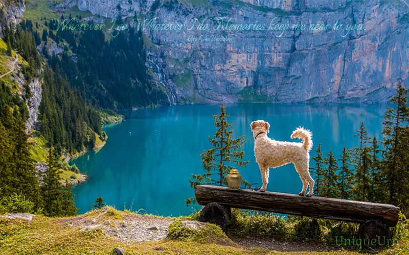 meaningful pet cremation of 8" Thoplue unique urn