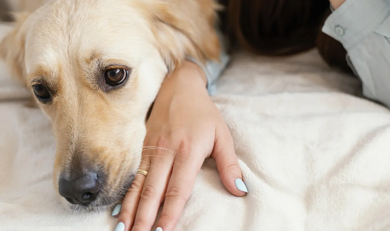 After losing a faithful pet, it is better to use artistic architecture to heal the heart and create a memorial.