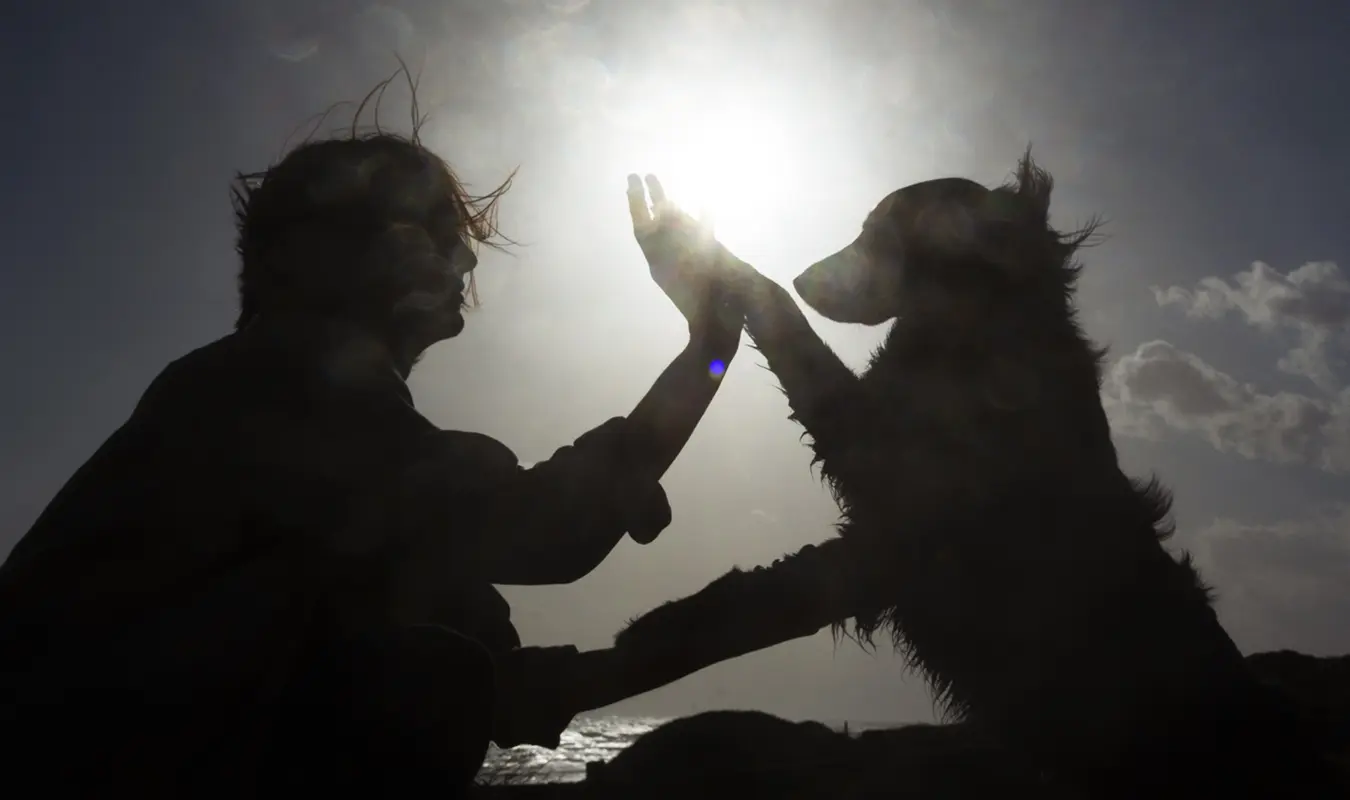 After losing a faithful pet, it is better to use artistic architecture to heal the heart and create a memorial.