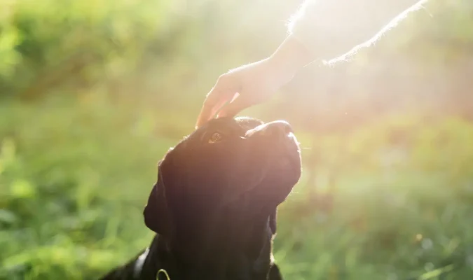 People who have lost their pets will be sad, so they need healing, and the aura of art is an important solution.
