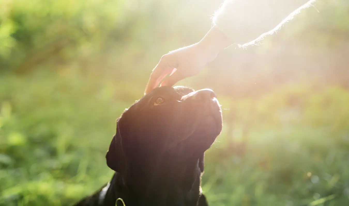 People who have lost their pets will be sad, so they need healing, and the aura of art is an important solution.