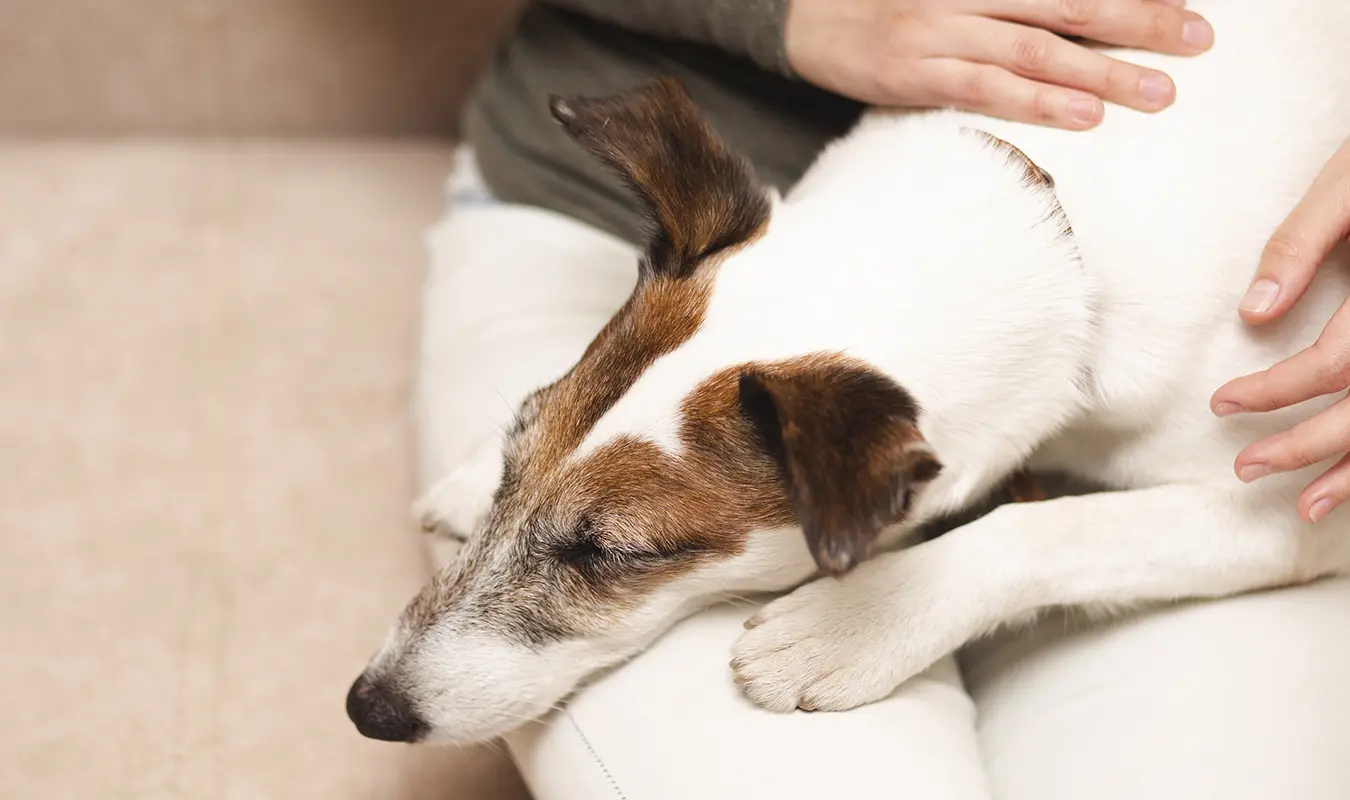 Explore the best way to deal with and manage the death of a pet in Thailand. Celebrate a pet's life with hand-painted Bencharong art urns for ashes from UniqueUrn.